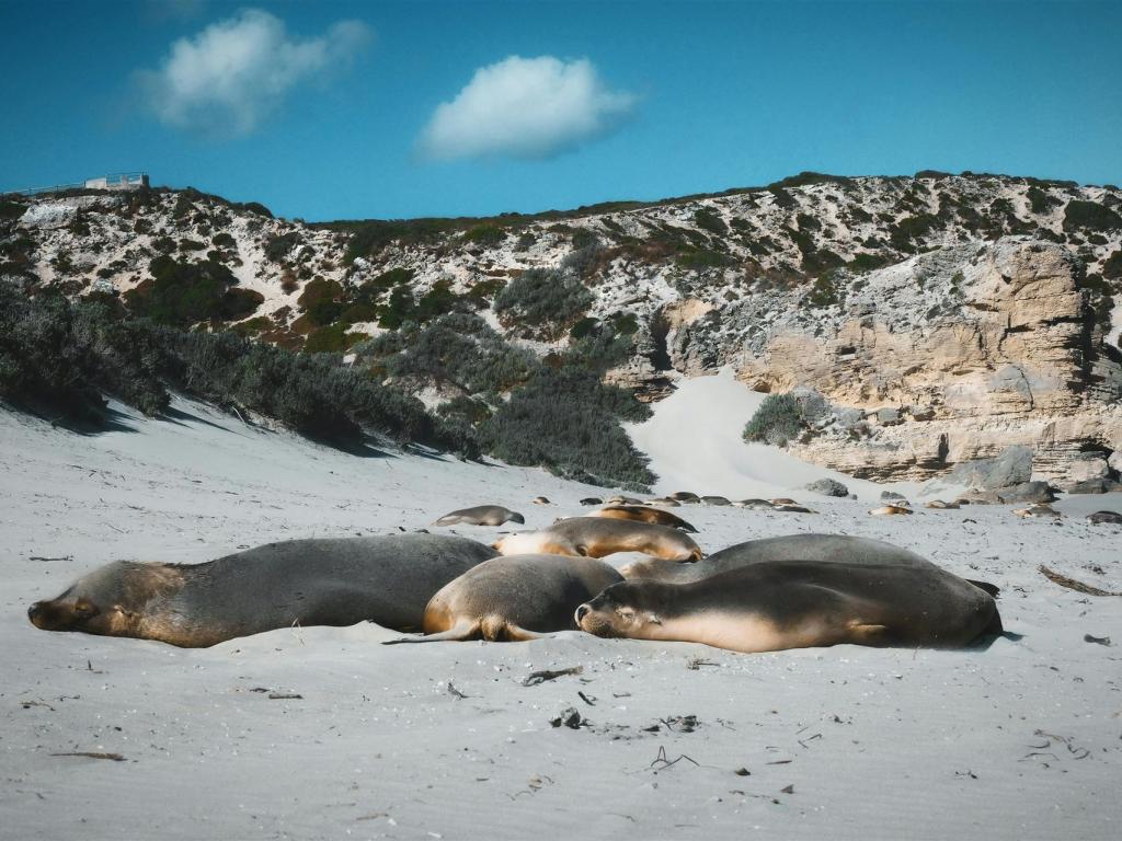 Kostenloses Stock Foto zu australian wildlife, australische landschaft, australischer seelöwe