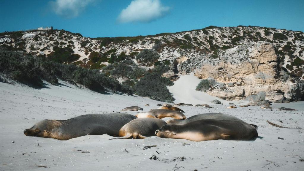 Kostenloses Stock Foto zu australian wildlife, australische landschaft, australischer seelöwe